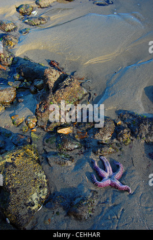 Viola stella di mare, grande Dume Beach, California Foto Stock