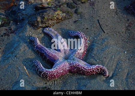 Viola stella di mare, grande Dume Beach, California Foto Stock