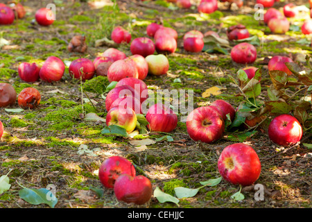 Mele sul suolo in un frutteto Foto Stock