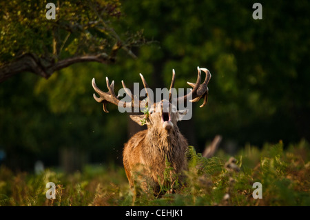 Red Deer in Bushy Park, Richmond, Regno Unito Foto Stock