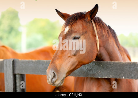 Marrone a cavallo per la recinzione Foto Stock