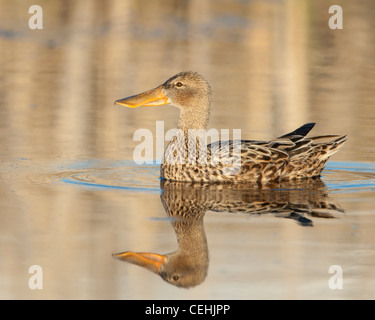 Femmina mestolone settentrionale (Anas clypeata) in uno stagno, Western Montana Foto Stock