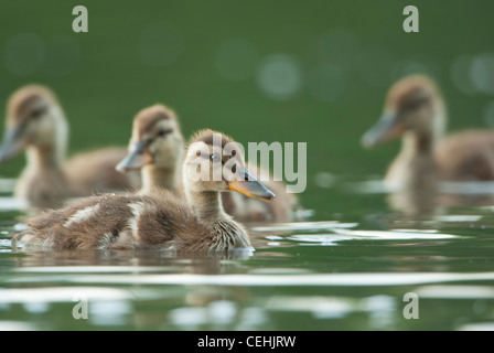 Anatra di legno anatroccoli (Aix sponsa, White Rock Lake, Dallas, Texas Foto Stock