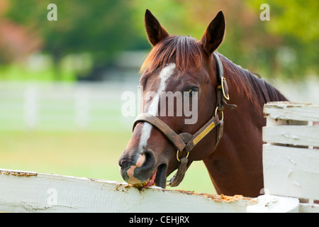 Ritratto di un cavallo marrone Foto Stock