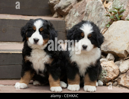 Due Bovaro del Bernese cuccioli udienza del passo Foto Stock