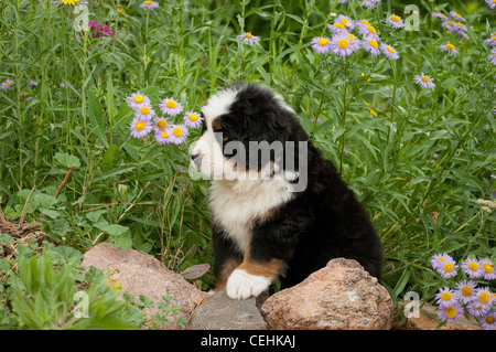 Bovaro del Bernese cucciolo seduta da fiori Foto Stock