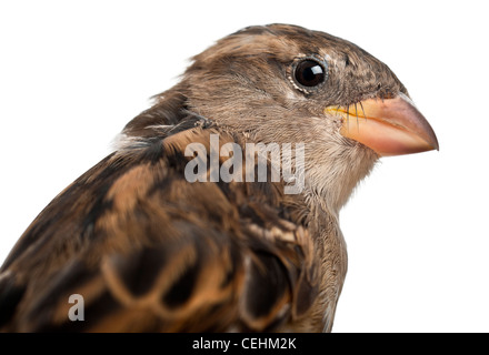 Close-up di femmine della casa passero, Passer domesticus, 4 mesi di età, di fronte a uno sfondo bianco Foto Stock