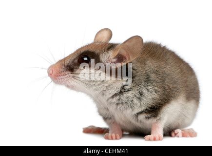 Quercino, 2 mesi di età, Eliomys quercinus, di fronte a uno sfondo bianco Foto Stock