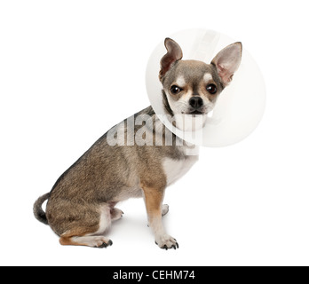 Chihuahua, 4 anni, indossando uno spazio collare contro uno sfondo bianco Foto Stock