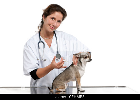 Vet dando una iniezione a un chihuahua davanti a uno sfondo bianco Foto Stock