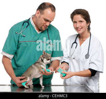 I veterinari incarto di un bendaggio intorno a un chihuahua la zampa davanti a uno sfondo bianco Foto Stock