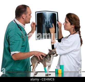 I veterinari esaminando un chihuahua la radiografia di fronte a uno sfondo bianco Foto Stock