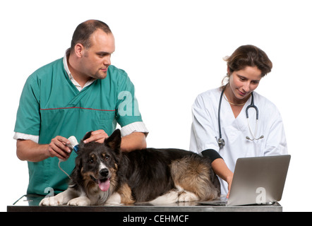 I veterinari esaminando un Border Collie con un otoscopio digitale davanti a uno sfondo bianco Foto Stock