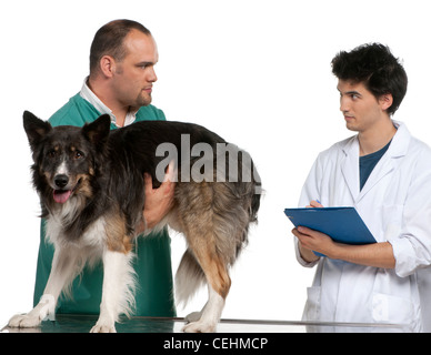 Vet e vet intern esaminando un Border Collie davanti a uno sfondo bianco Foto Stock