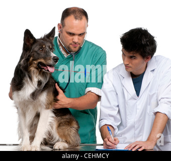 Vet e vet intern esaminando un Border Collie davanti a uno sfondo bianco Foto Stock