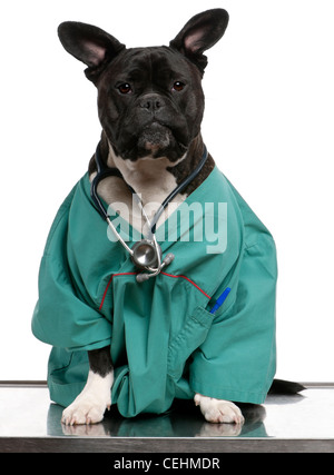 Incroci di cane vestito con un cappotto di medici e indossando uno stetoscopio davanti a uno sfondo bianco Foto Stock