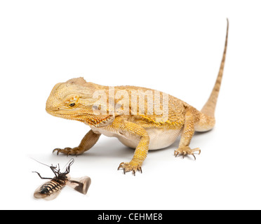 Centrale di drago barbuto, Pogona vitticeps guardando scarafaggio davanti a uno sfondo bianco Foto Stock