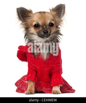 Chihuahua, 7 mesi di età, che indossa un maglione rosso davanti a uno sfondo bianco Foto Stock