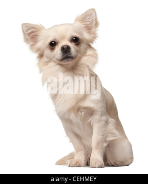 Chihuahua, 18 mesi di età, seduto di fronte a uno sfondo bianco Foto Stock