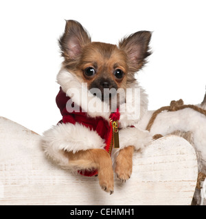 Chihuahua cucciolo, 4 mesi di età, nel Natale sleigh davanti a uno sfondo bianco Foto Stock