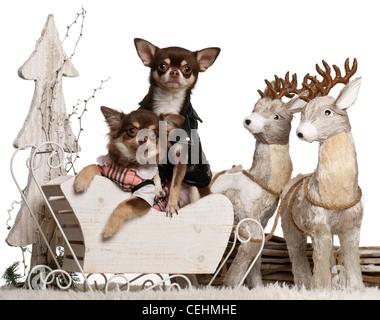 I Chihuahua, 2 anni e 7 mesi di età, nel Natale sleigh davanti a uno sfondo bianco Foto Stock