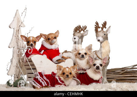 I chihuahua in Natale sleigh davanti a uno sfondo bianco Foto Stock