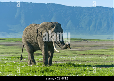 Elefante africano Loxodonta africana in appoggio il suo tronco su una zanna nel cratere di Ngorongoro Tanzania Foto Stock