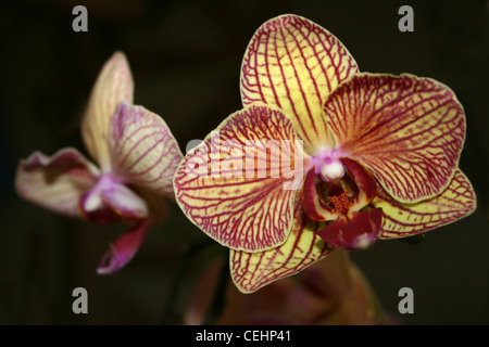 Orchid Phalaenopsis Fiori Foto Stock