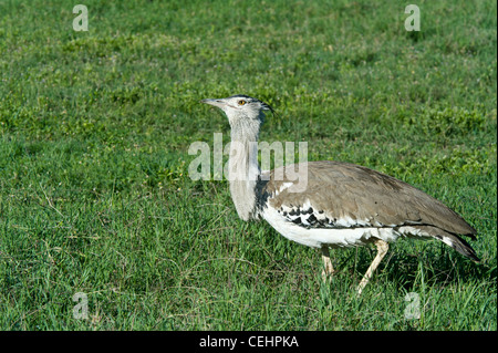 Kori Bustard Ardeotis kori adulto nel cratere di Ngorongoro Tanzania Foto Stock