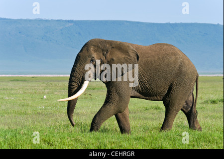 Elefante africano Loxodonta africana 'Big tusker' nel cratere di Ngorongoro Tanzania Foto Stock