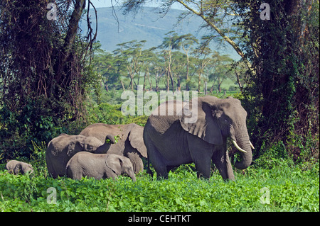 Gruppo di elefante africano (Loxodonta africana) alimentazione nella foresta Lerai nel cratere di Ngorongoro Tanzania Foto Stock