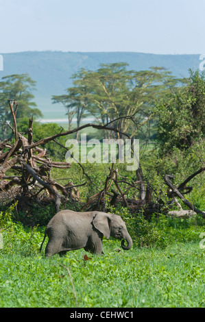 Giovane elefante africano (Loxodonta africana) alimentazione nella foresta Lerai nel cratere di Ngorongoro Tanzania Foto Stock