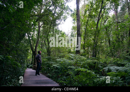 Tourist sul Boardwalk,Foresta Tsitsikamma,Garden Route,Provincia del Capo occidentale. Foto Stock