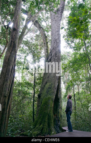 Tourist sul Boardwalk,Foresta Tsitsikamma,Garden Route,Provincia del Capo occidentale Foto Stock