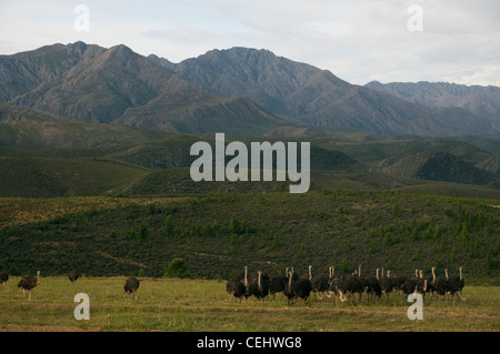 Gli struzzi sulla fattoria di struzzo,Oudtshoorn,Oudtshoorn,Provincia del Capo occidentale Foto Stock