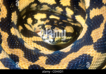 Tappeto australiano python, Queensland forma, Morelia spilota cheynei, talvolta noto come la giungla carpet python Foto Stock