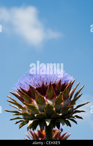 Carciofi (Cynara scolymus). close-up di fiori di contro un luminoso cielo blu. Foto Stock