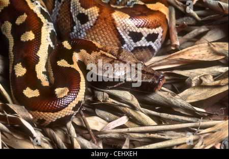 Borneo sangue Python Python breitensteini, noto anche come Python breitensteini curtus Foto Stock