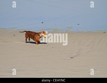 Un bassotto (salsiccia dog) riproduzione di recuperare con una palla da tennis con il suo proprietario a milnerton spiaggia nei pressi di Città del Capo. Foto Stock