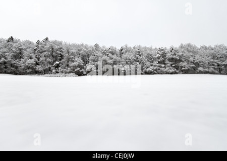 Vista della coperta di neve Foresta Nera nel sud della Germania dopo la tempesta di neve. Foto Stock