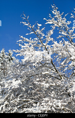 Vista della coperta di neve alberi nella foresta nera in Germania. Foto Stock