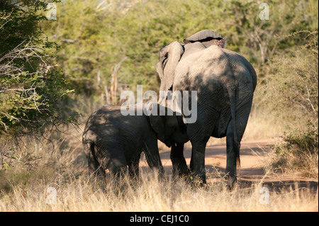 Elephant vitello lattante da madre,Madikwe Game Lodge,nord ovest della provincia Foto Stock