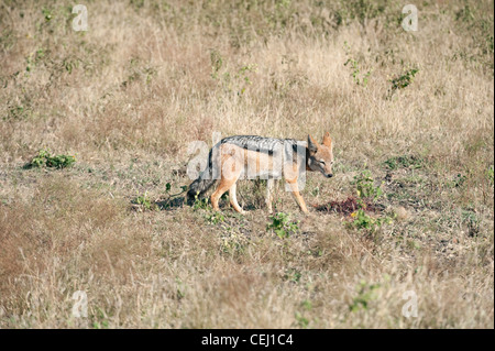 Black backed jackal,Madikwe Game Lodge,nord ovest della provincia Foto Stock