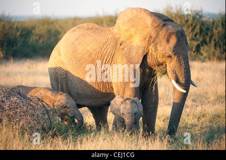 Elefante mucca con vitelli,Madikwe Game Lodge,nord ovest della provincia Foto Stock