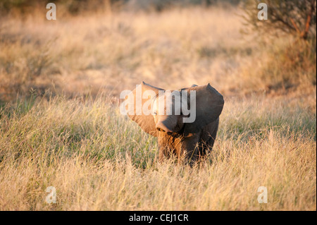 Vitello di elefante,Madikwe Game Lodge,nord ovest della provincia Foto Stock