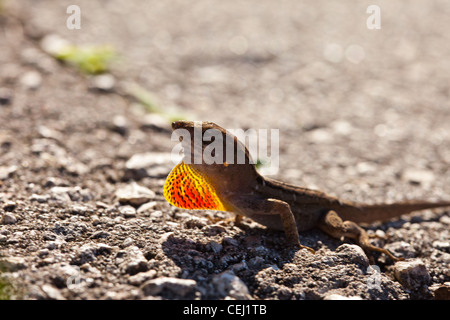 Anole marrone, Anolis Sagrei, nativo floridian lizard con giogaia esteso Foto Stock