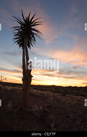 Kocurboom o faretra Tree al tramonto,Augrabies National Park,Augrabies,Capo Settentrionale Foto Stock