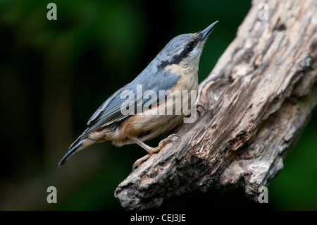 Picchio muratore, Sitta europaea close up appollaiato sul log Foto Stock