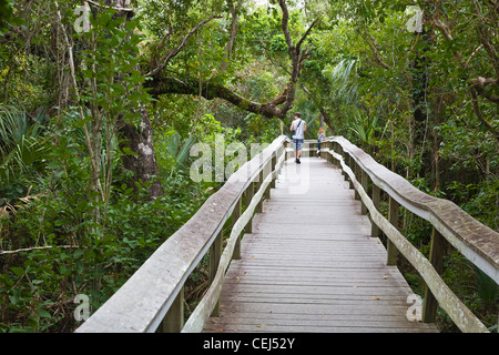Il Boardwalk sull amaca in mogano trail in Everglades National Park Florida Foto Stock