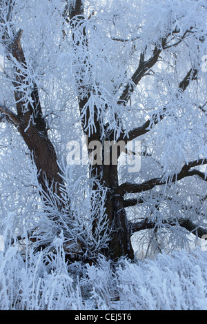 Il vecchio albero di salice coperto di brina trasformata per forte gradiente, Cambridgeshire, Inghilterra Foto Stock